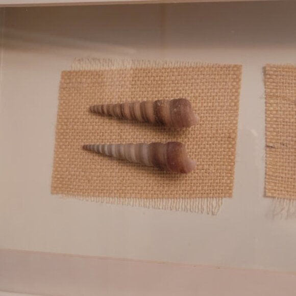SeaShell Shadow Boxes - Picture 6 of 11